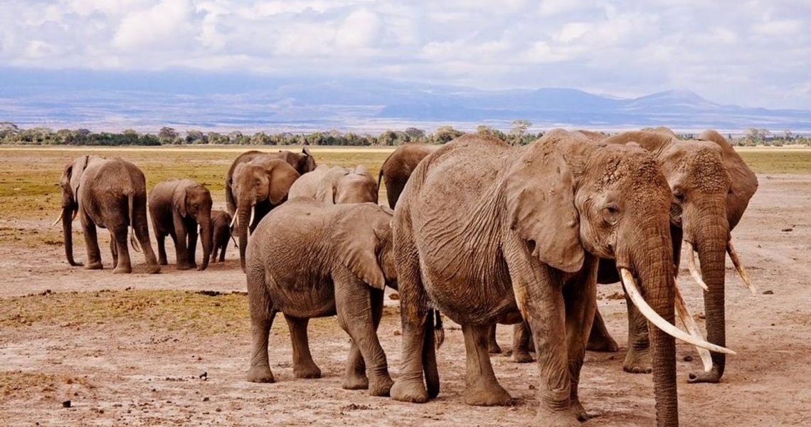 5 Days Amboseli Tsavo West Tsavo East Wildlife Tours