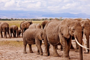 5 Days Amboseli Tsavo West Tsavo East Wildlife Tours