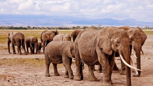 5 Days Amboseli Tsavo West Tsavo East Wildlife Tours