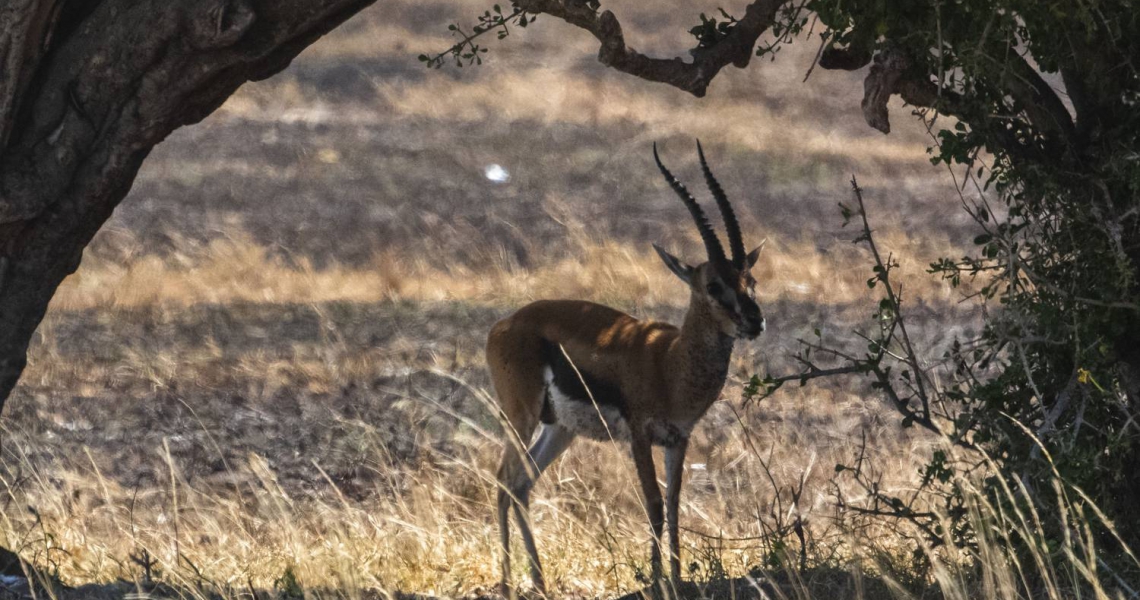 6 Days Best of Kenya Budget Wildlife Safari