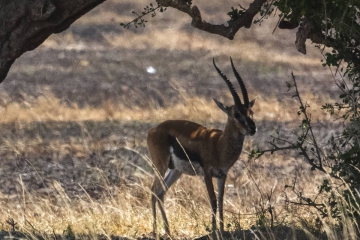 6 Days Best of Kenya Budget Wildlife Safari