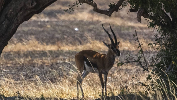 6 Days Best of Kenya Budget Wildlife Safari