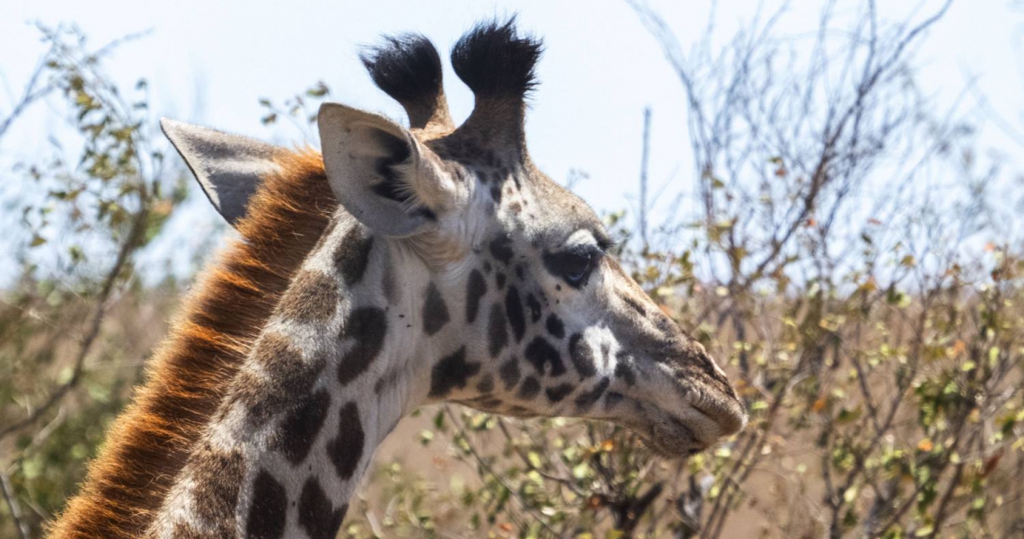 7 Days Masai Mara Wildebeest Migration Safari