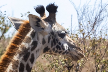 7 Days Masai Mara Wildebeest Migration Safari