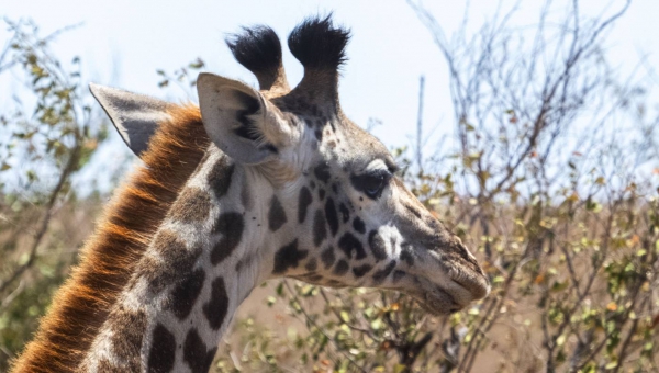 7 Days Masai Mara Wildebeest Migration Safari