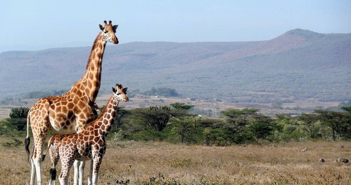 7 Days Masai Mara, Lake Nakuru and Amboseli budget Safari 