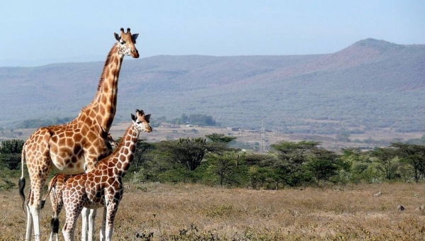 7 Days Masai Mara, Lake Nakuru and Amboseli budget Safari 