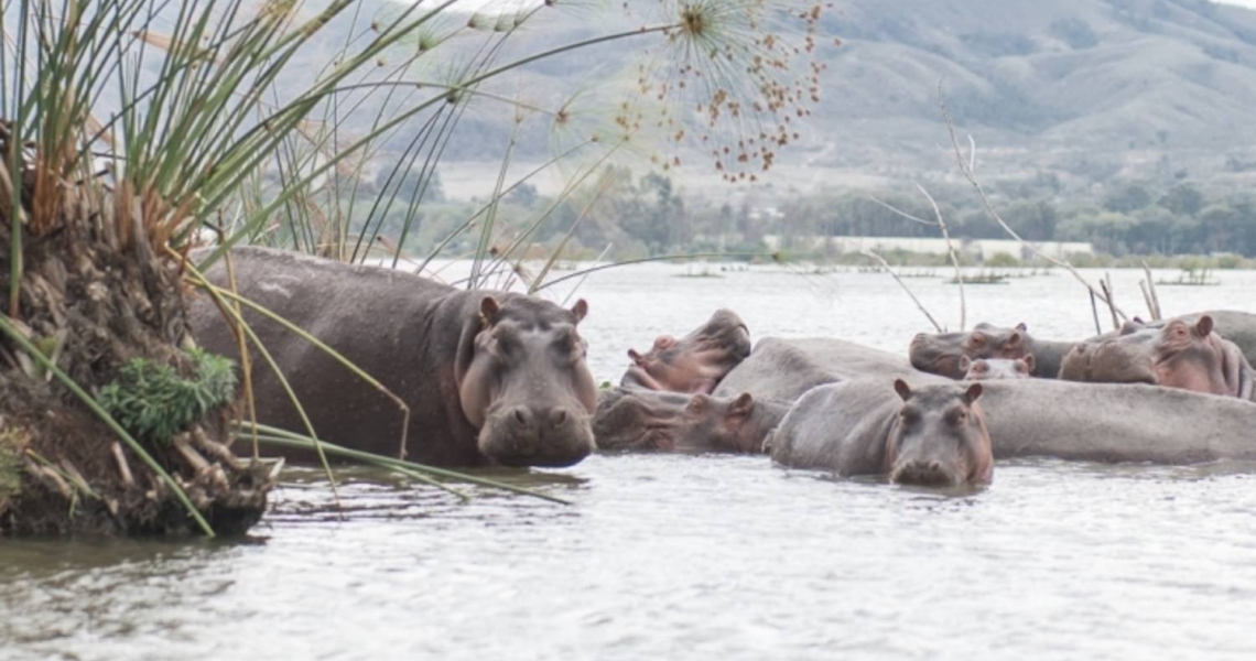 Kenya Wildlife Safari