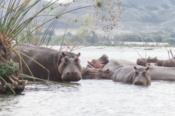 Kenya Wildlife Safari