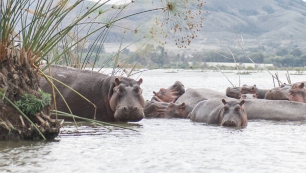 Kenya Wildlife Safari