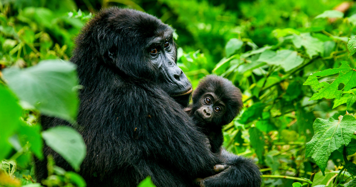 12 Days/11 Nights Chimps, Gorillas and Game