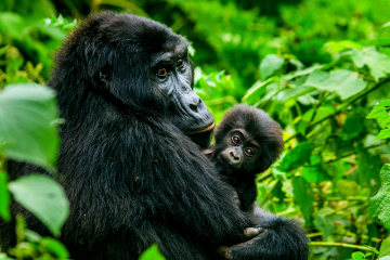 12 Days/11 Nights Chimps, Gorillas and Game